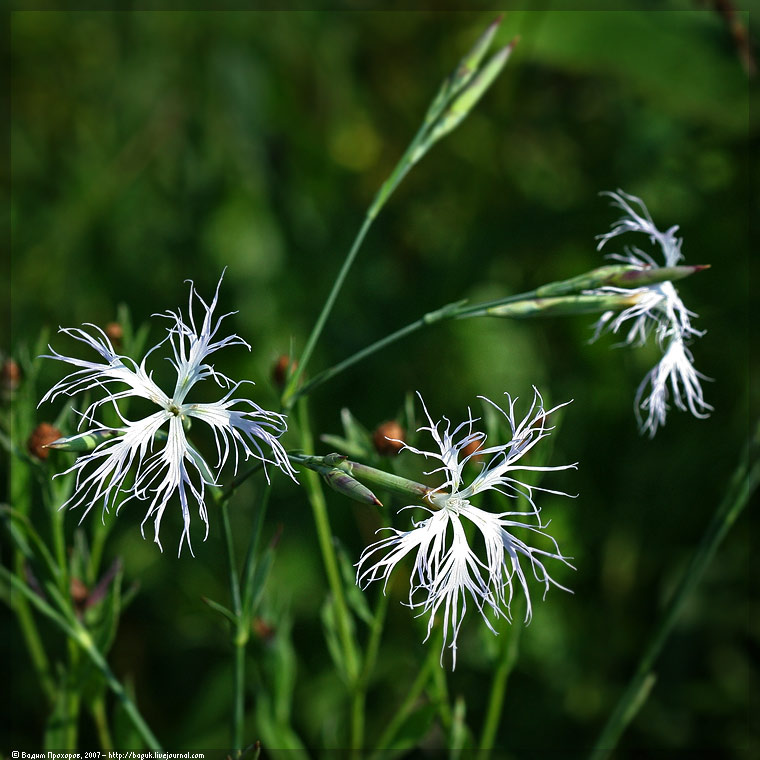 Изображение особи Dianthus stenocalyx.