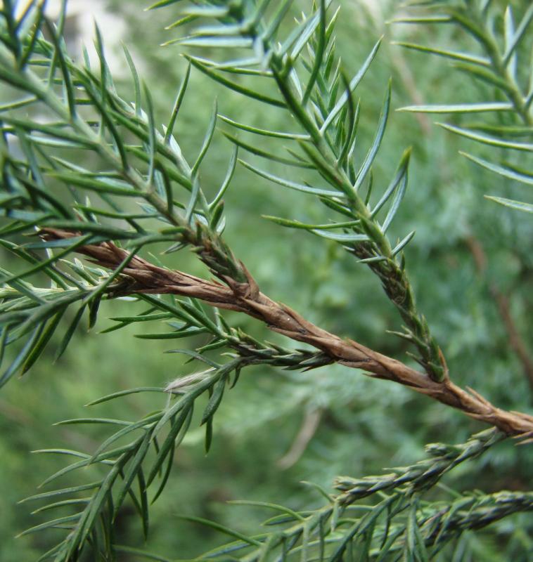 Изображение особи Juniperus virginiana.