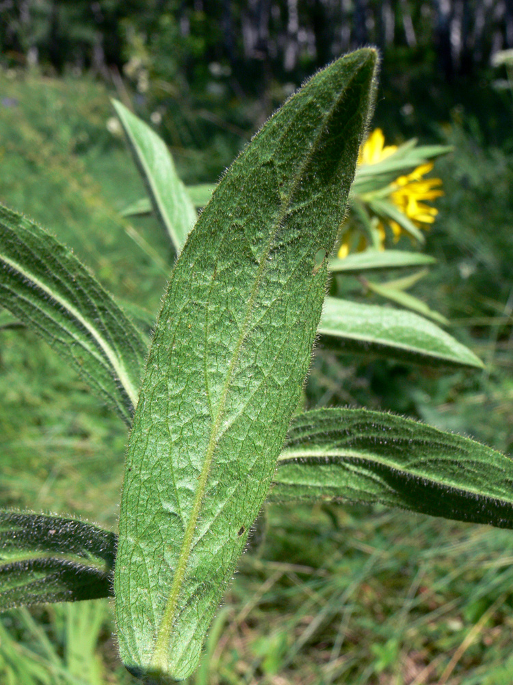 Изображение особи Inula hirta.