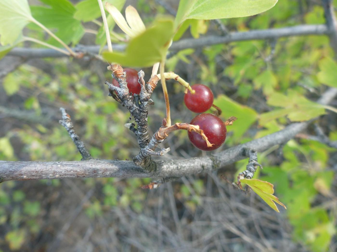 Image of Ribes aureum specimen.