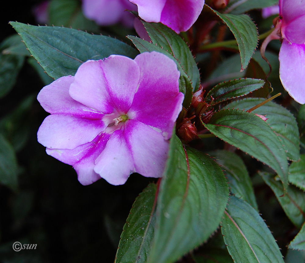 Image of Impatiens hawkeri specimen.