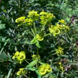 Euphorbia virgata. Верхушка плодоносящего растения. Челябинская обл., окр. г. Челябинск, Золотая горка, берёзовый лес. 05.07.2014.