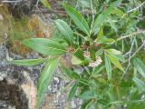 genus Salix