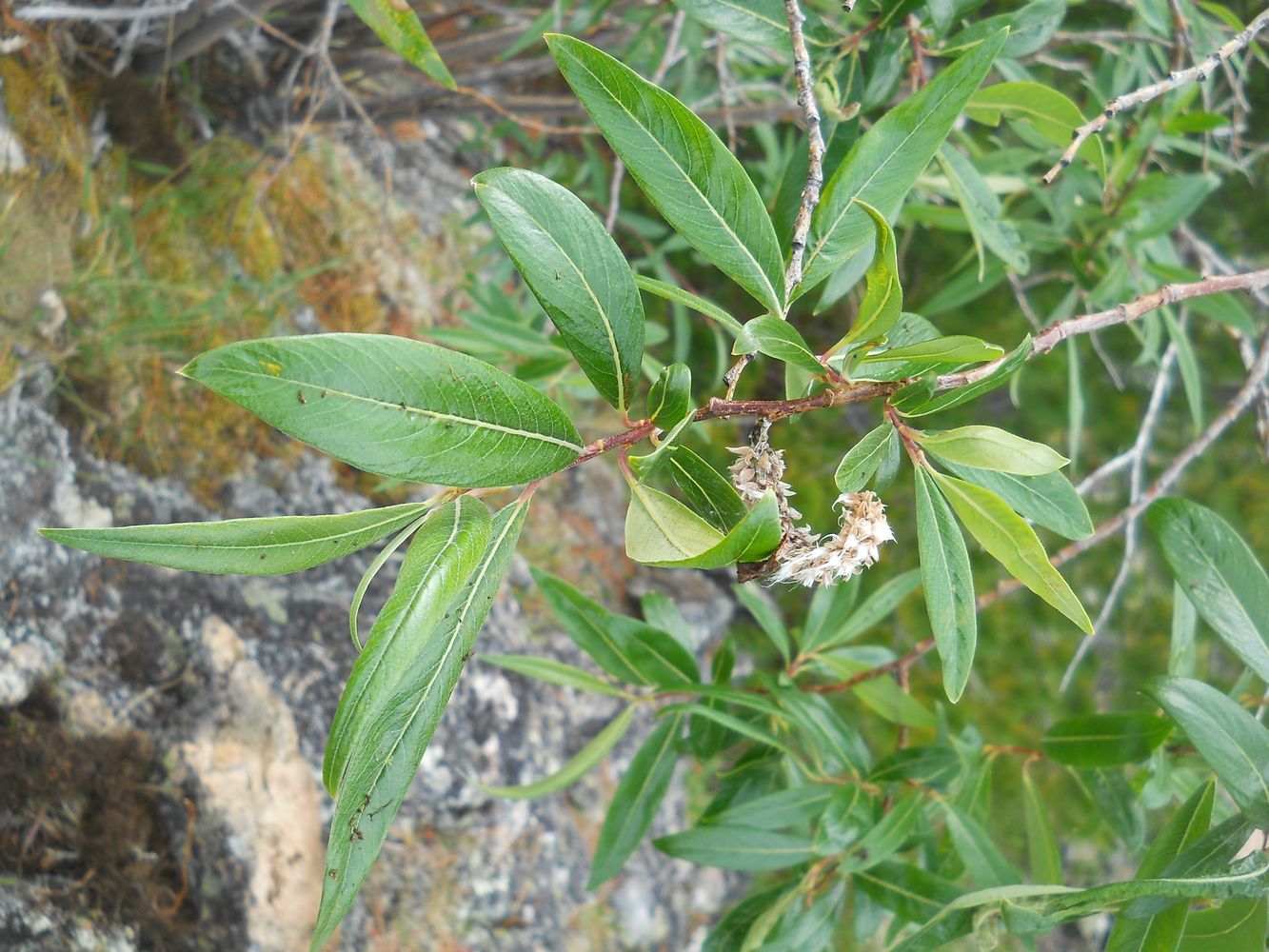 Image of genus Salix specimen.