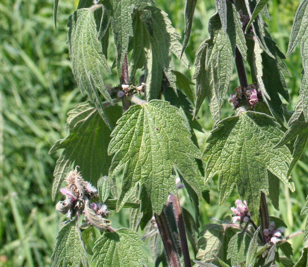 Изображение особи Leonurus quinquelobatus.