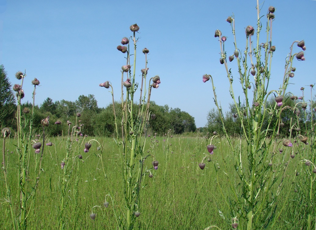 Изображение особи Cirsium pendulum.