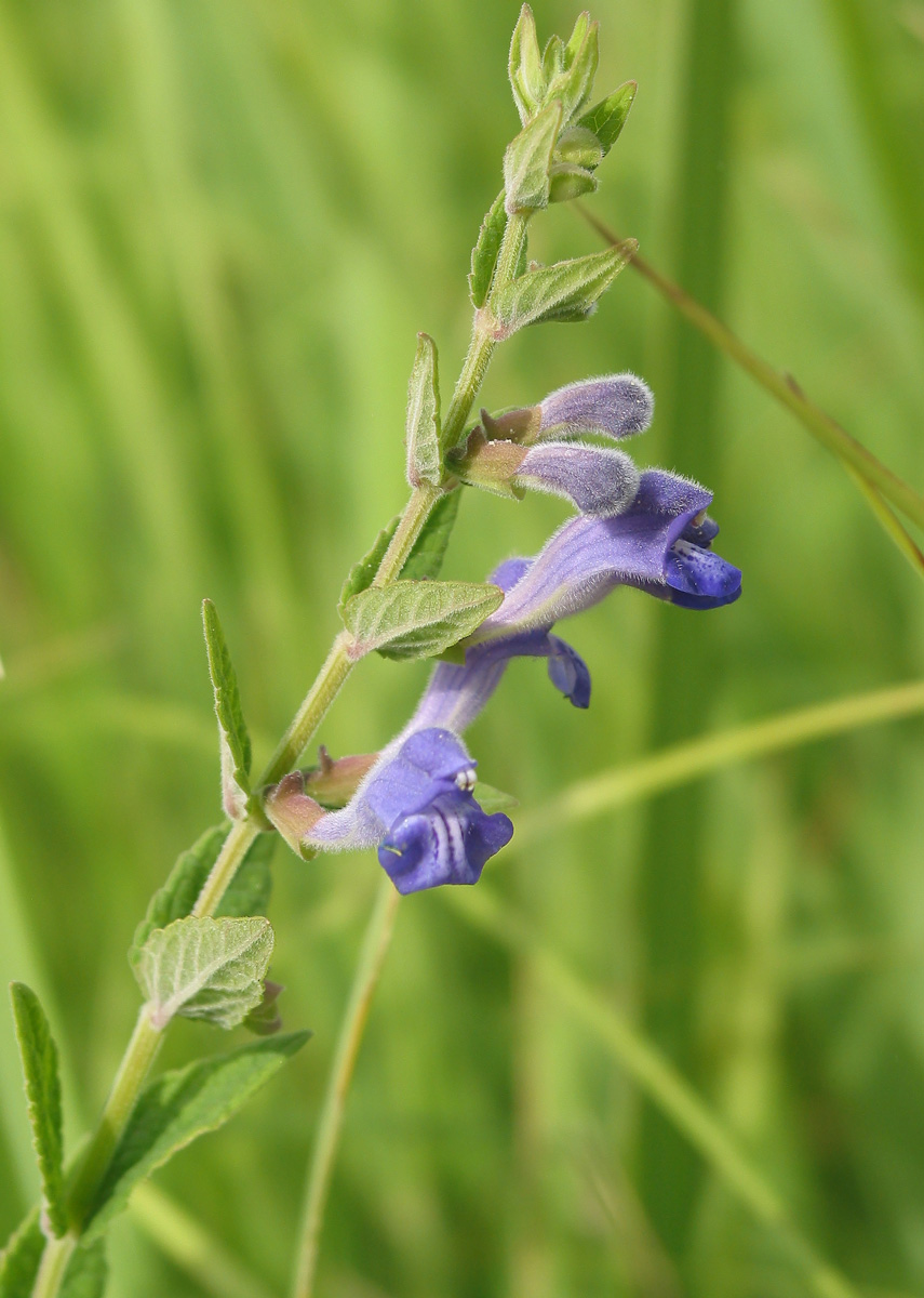 Image of Scutellaria galericulata specimen.
