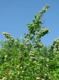Spiraea media