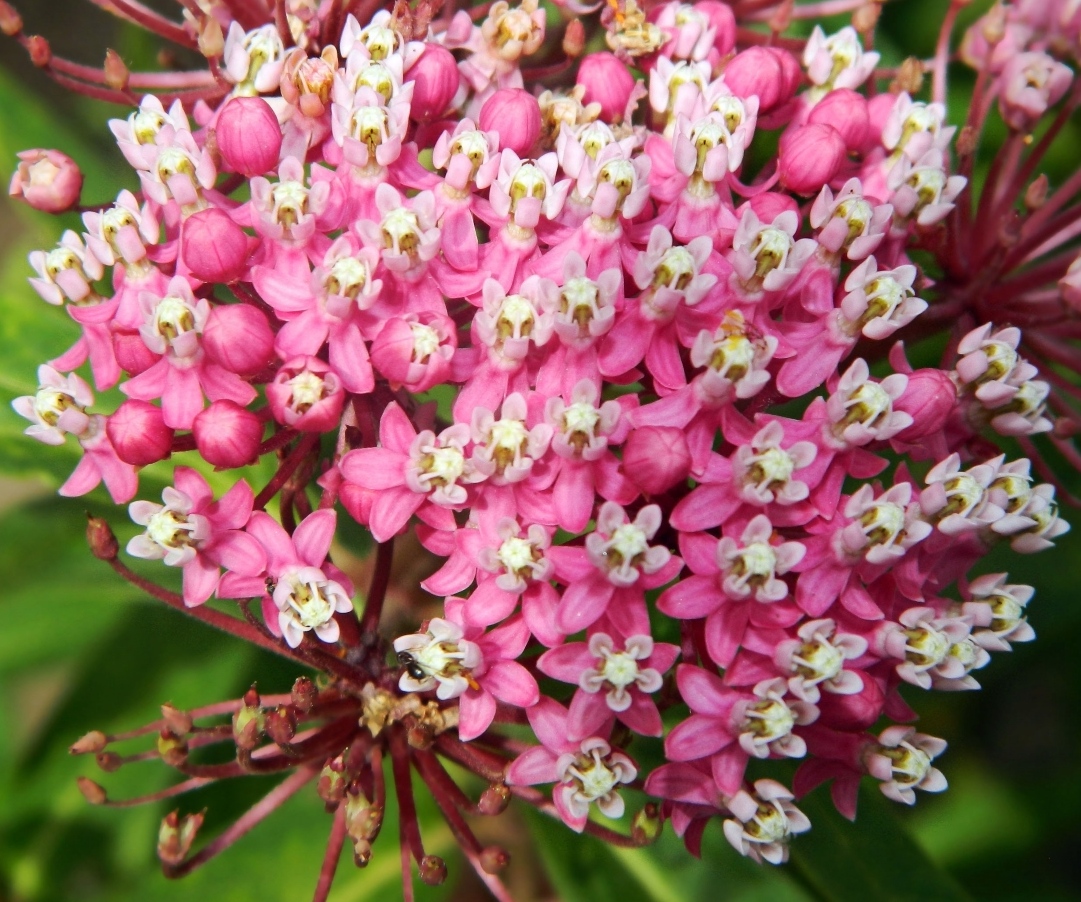 Image of Asclepias incarnata specimen.