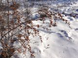 Betula fruticosa. Ветви покоящегося растения с прошлогодними соплодиями. Республика Бурятия, Баунтовский эвенкийский р-н, окр. пос. Северный, долина р. Има, речная терраса, опушка леса. 22.02.2016.