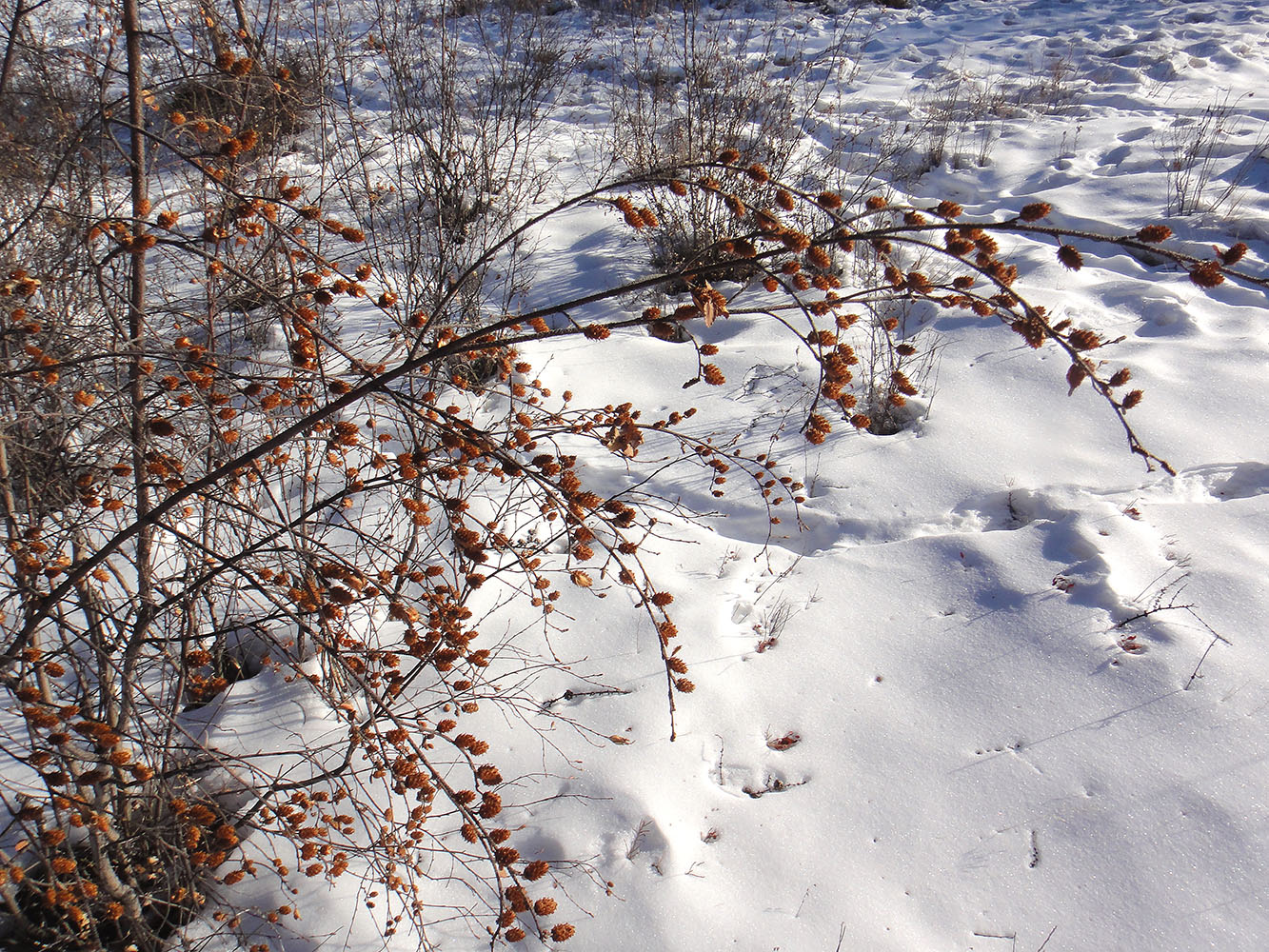 Изображение особи Betula fruticosa.