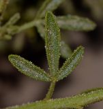 Cleome amblyocarpa