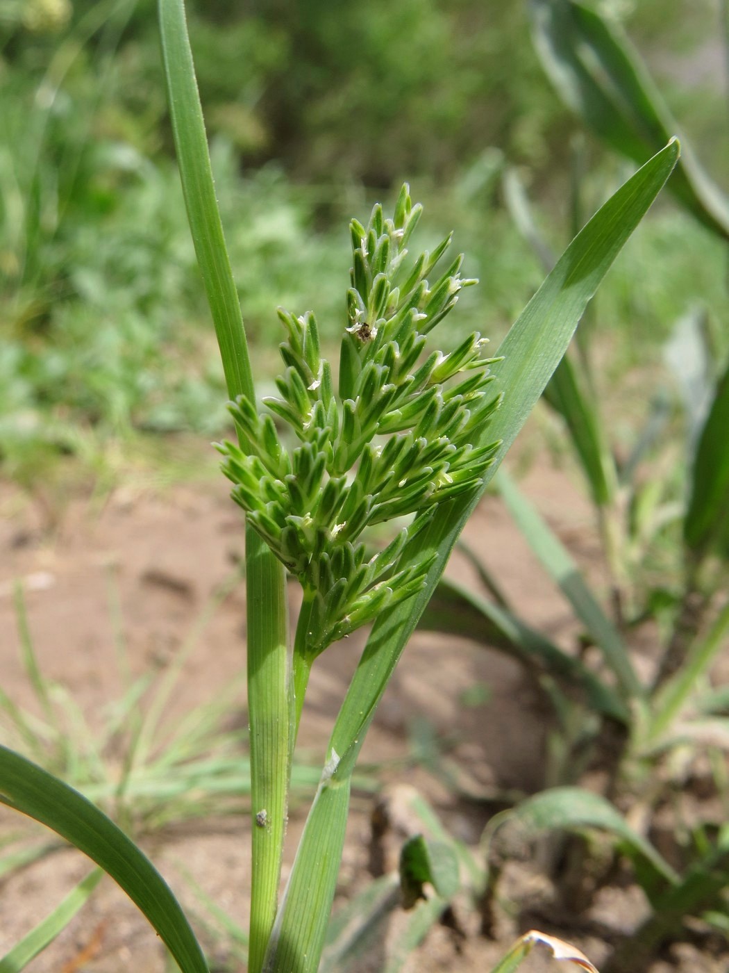 Изображение особи Sclerochloa dura.