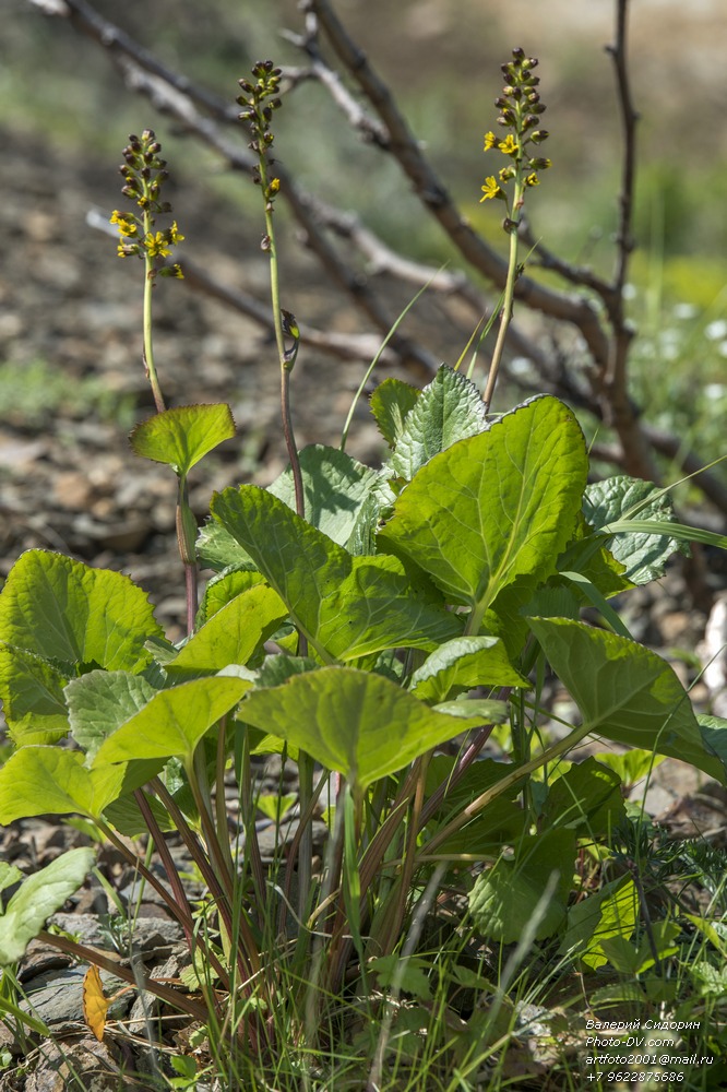 Изображение особи Ligularia sibirica.