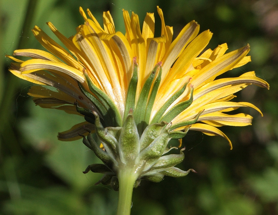 Изображение особи Taraxacum perfiljevii.