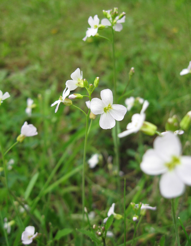 Image of Arabidopsis arenosa specimen.