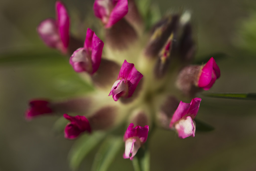 Image of Anthyllis vulneraria ssp. rubriflora specimen.