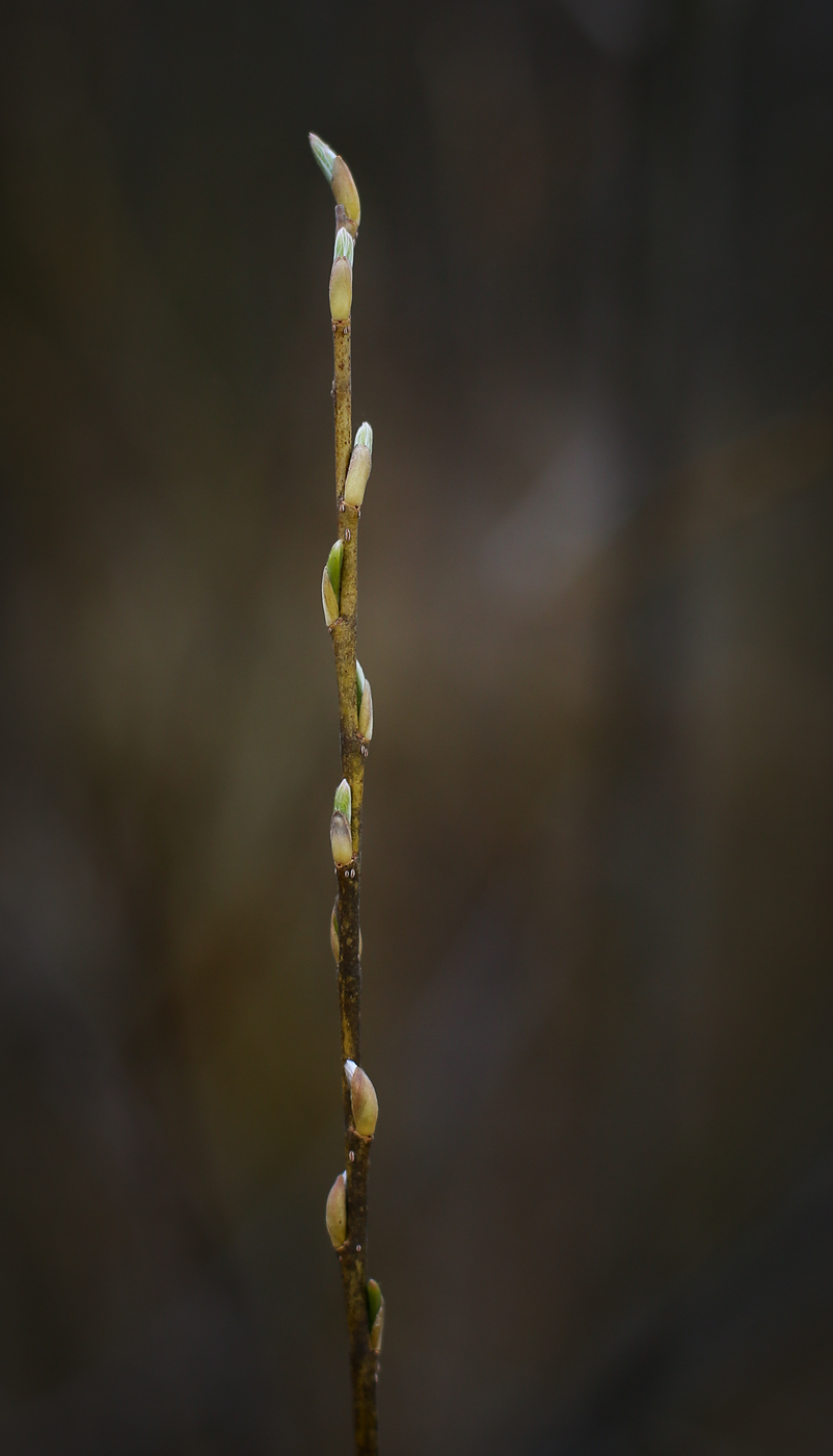 Image of Salix viminalis specimen.