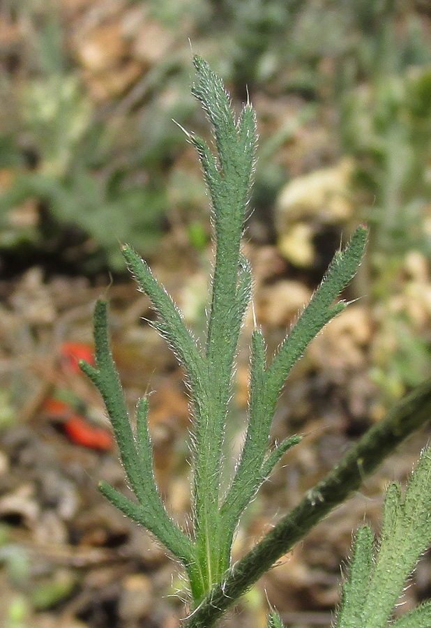 Image of Papaver albiflorum specimen.