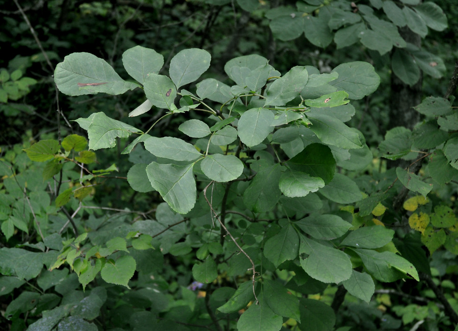 Image of Fraxinus rhynchophylla specimen.