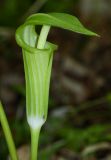 Arisaema komarovii