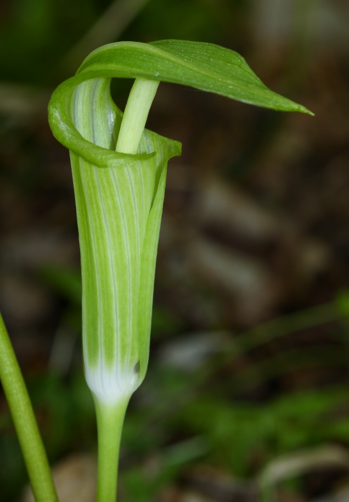 Изображение особи Arisaema komarovii.