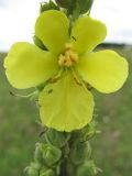 Verbascum phlomoides