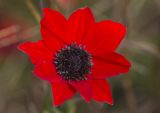 Anemone pavonina