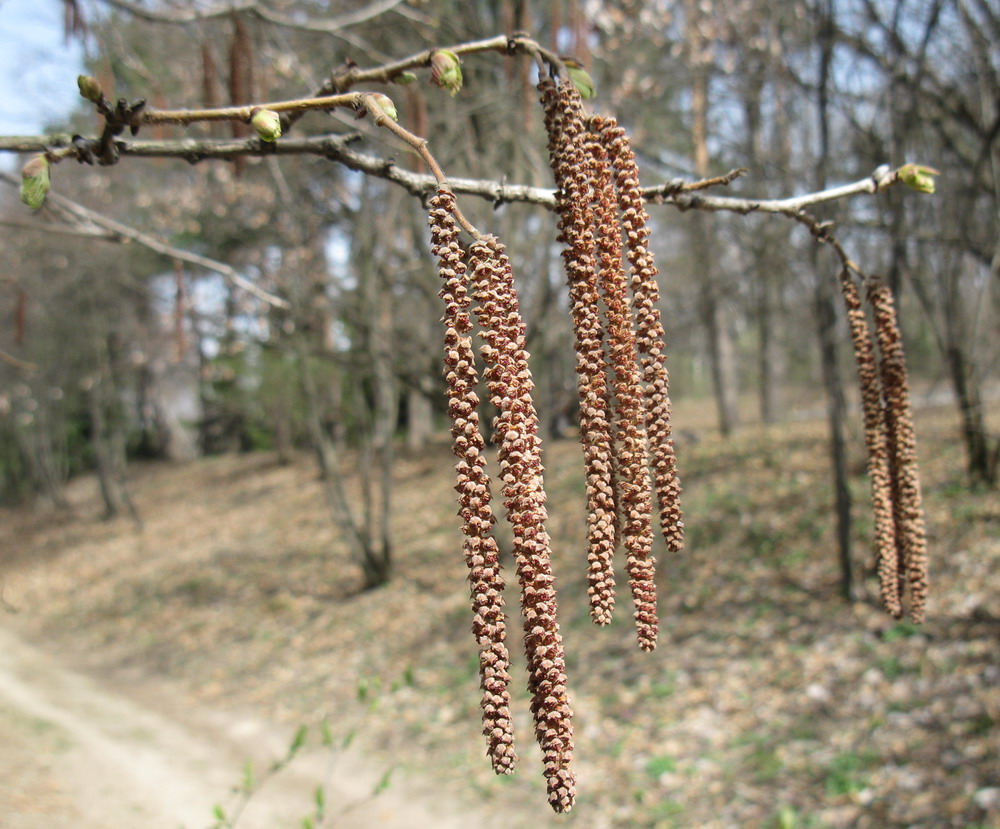 Image of Corylus colurna specimen.