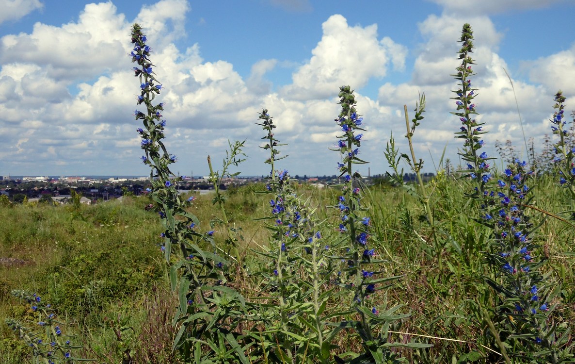 Изображение особи Echium vulgare.