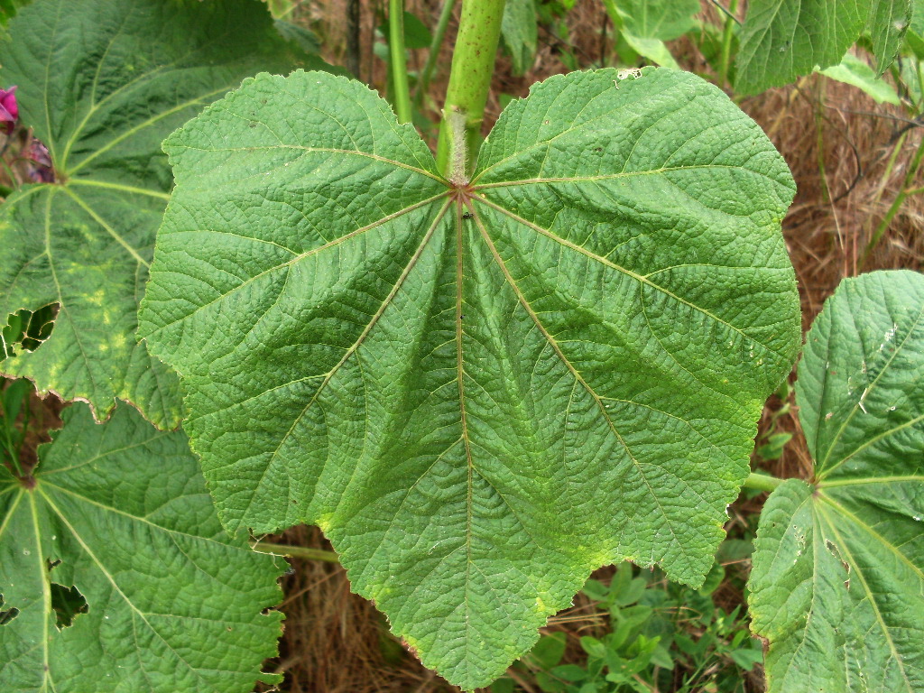 Image of Alcea rosea specimen.