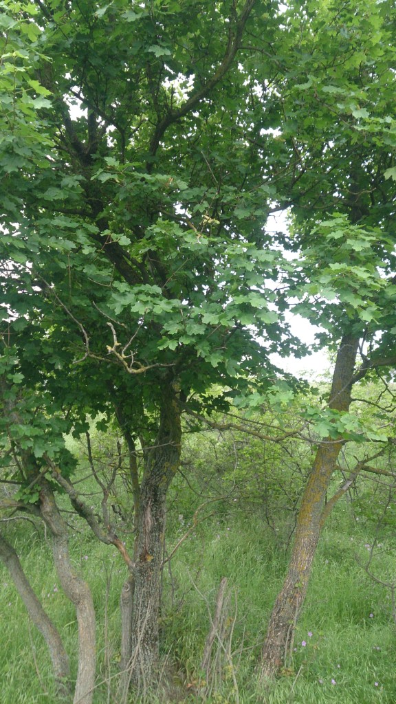 Image of Acer hyrcanum specimen.