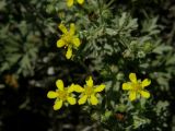 Potentilla argentea