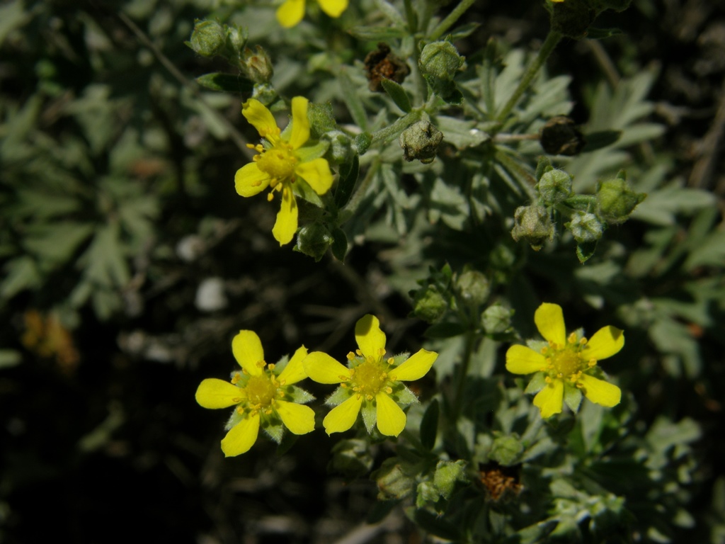 Изображение особи Potentilla argentea.