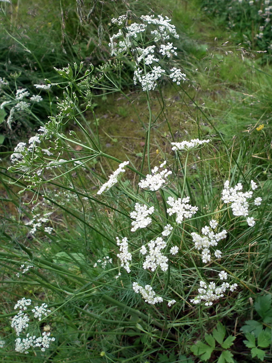 Image of Carum carvi specimen.