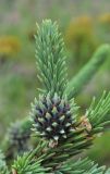 Picea obovata