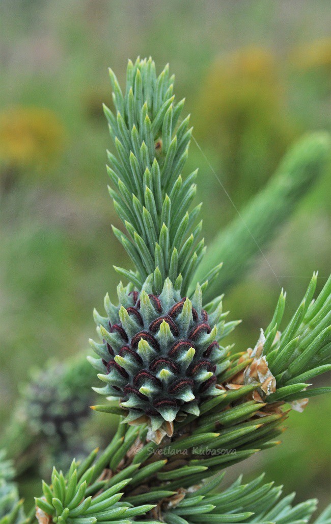 Image of Picea obovata specimen.