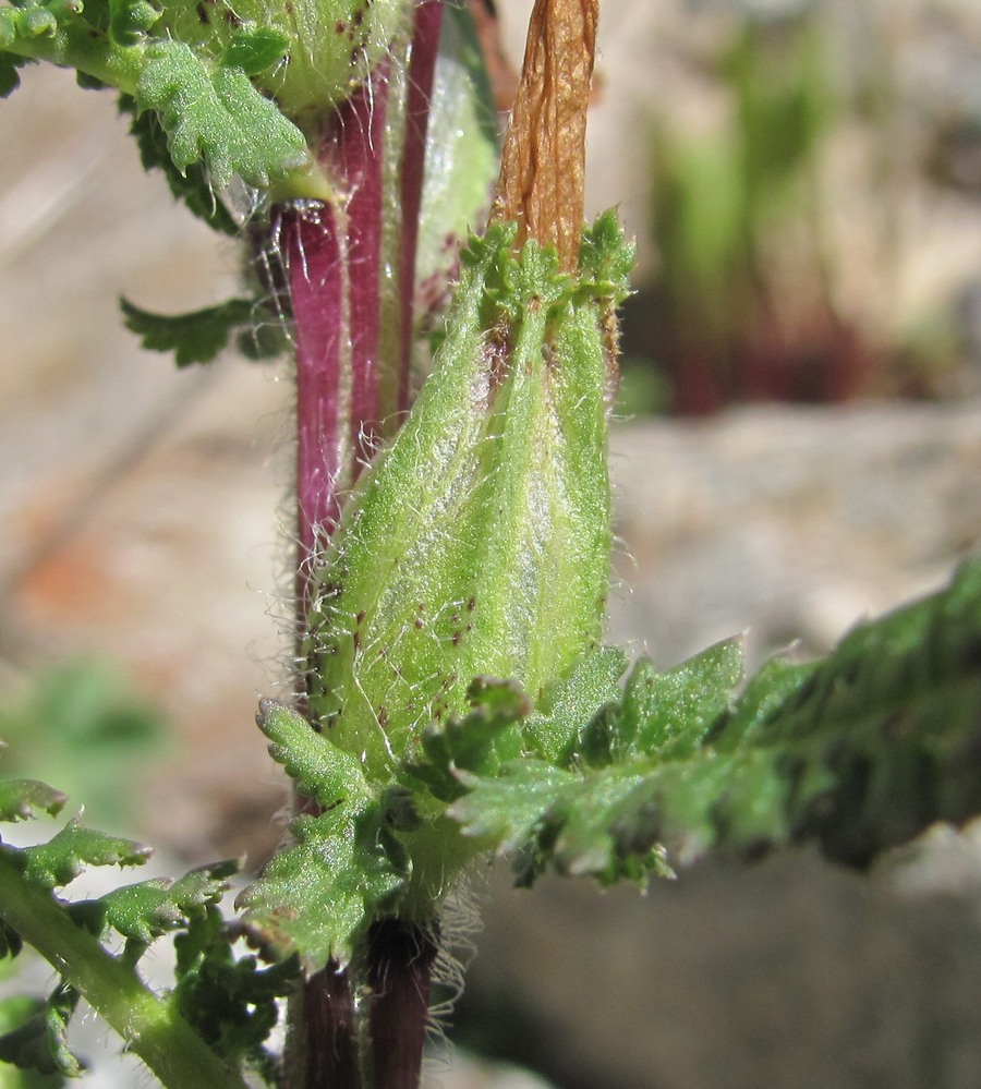 Image of Pedicularis chroorrhyncha specimen.