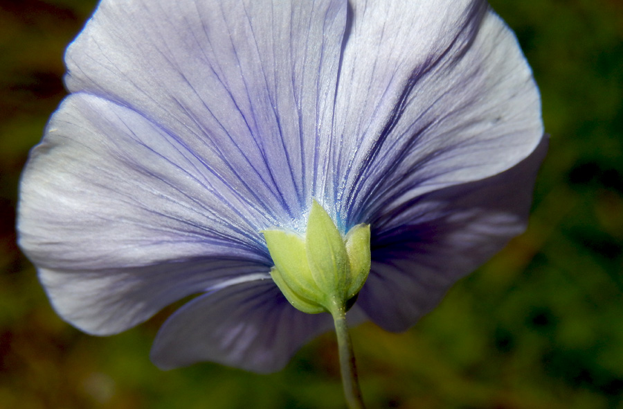 Image of Linum squamulosum specimen.