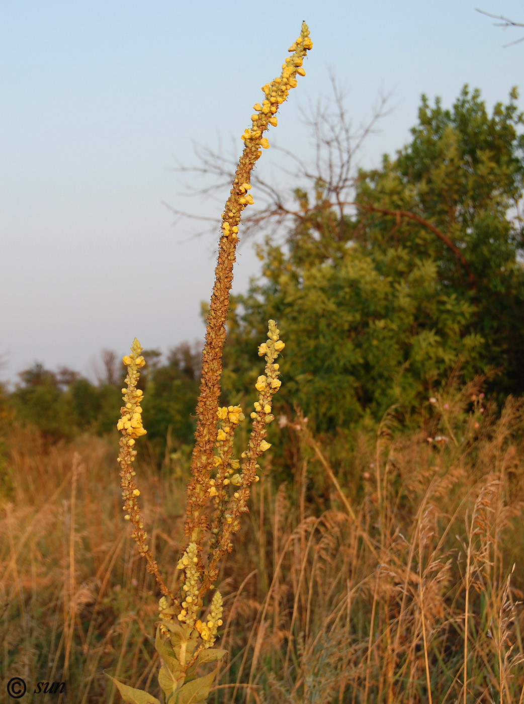 Изображение особи Verbascum phlomoides.