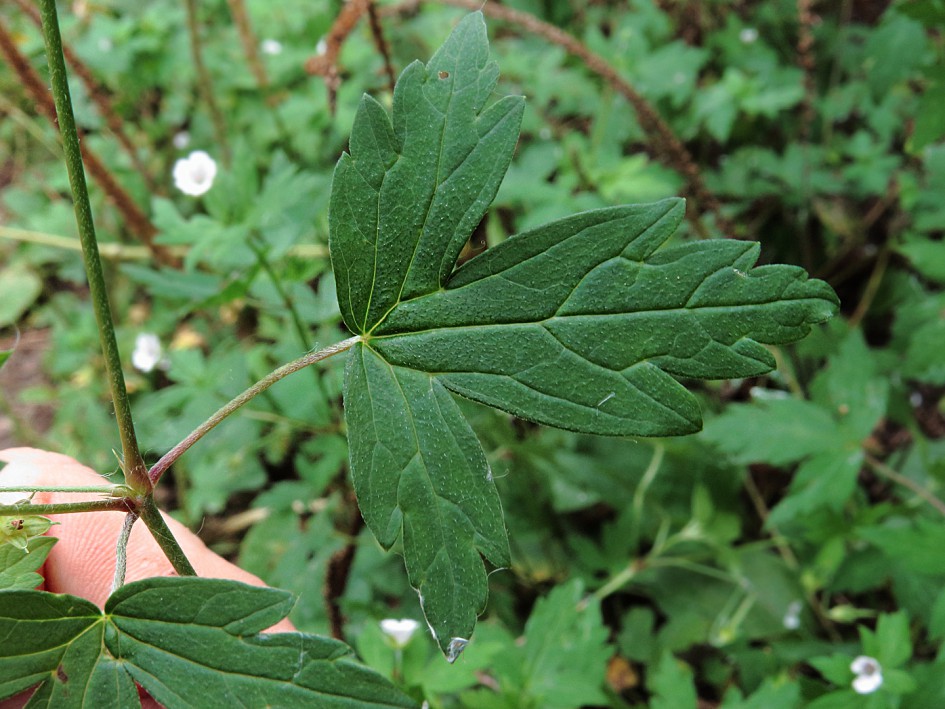 Изображение особи Geranium sibiricum.