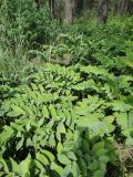 Polygonatum odoratum