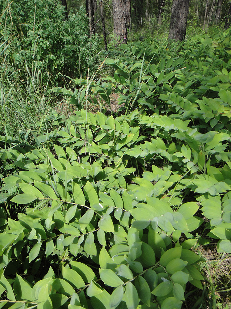 Image of Polygonatum odoratum specimen.