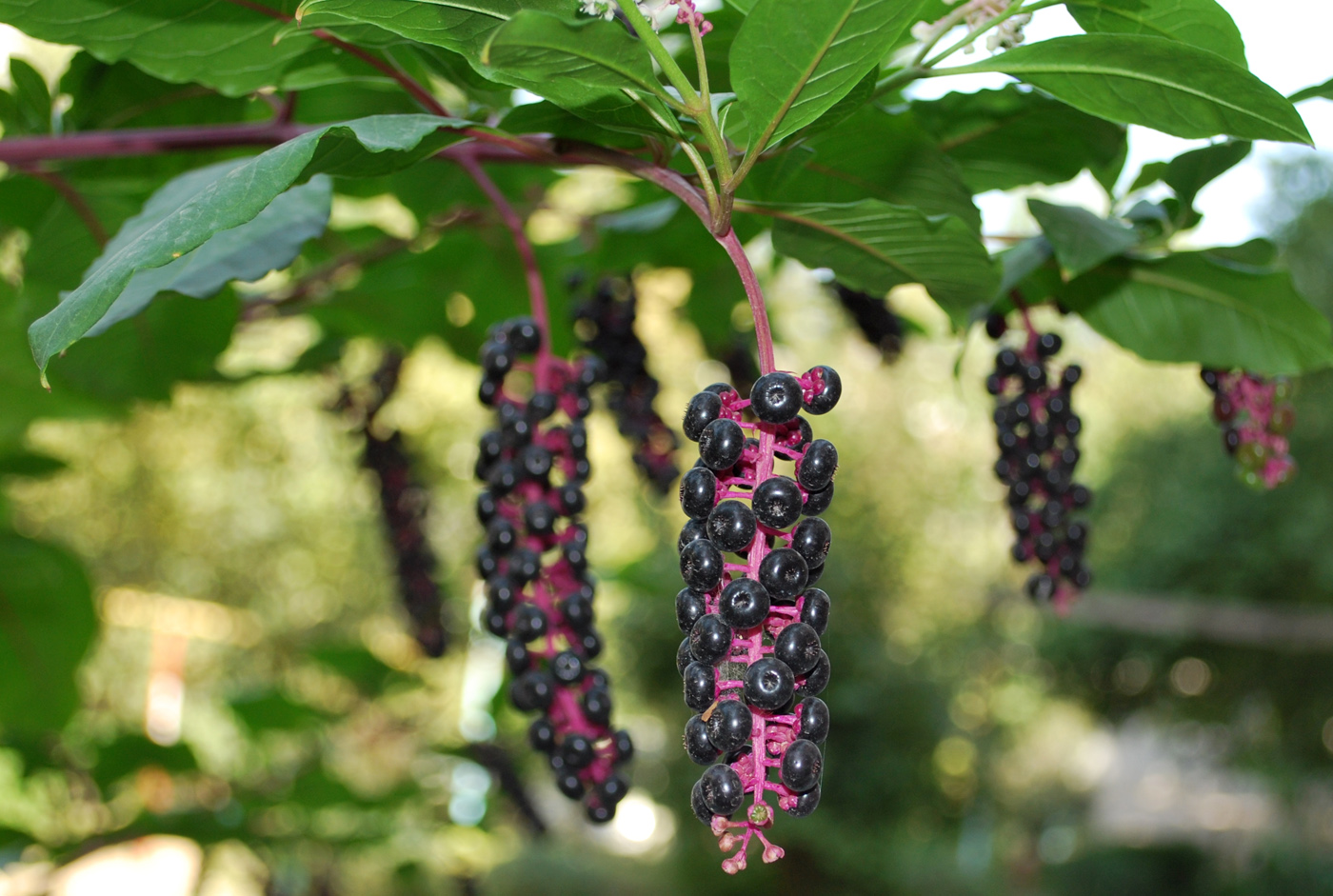 Image of Phytolacca americana specimen.