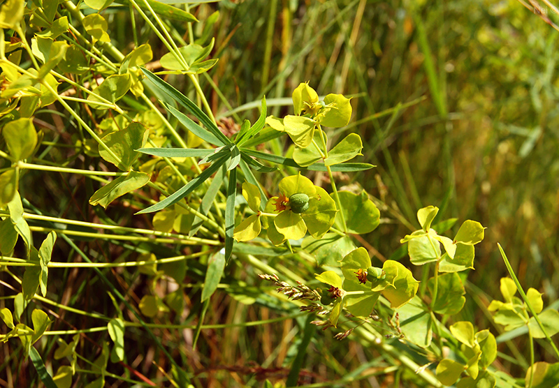 Изображение особи Euphorbia virgata.