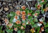 Salix herbacea