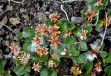 Salix herbacea