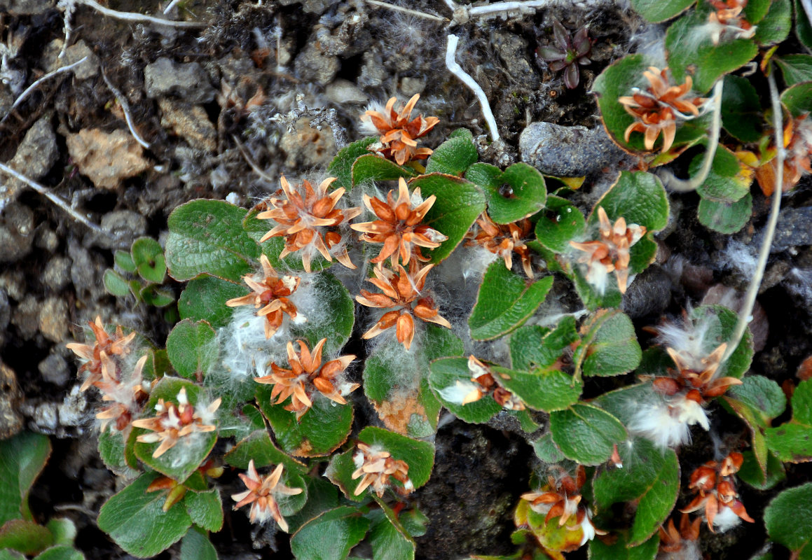 Image of Salix herbacea specimen.