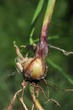 Hordeum bulbosum