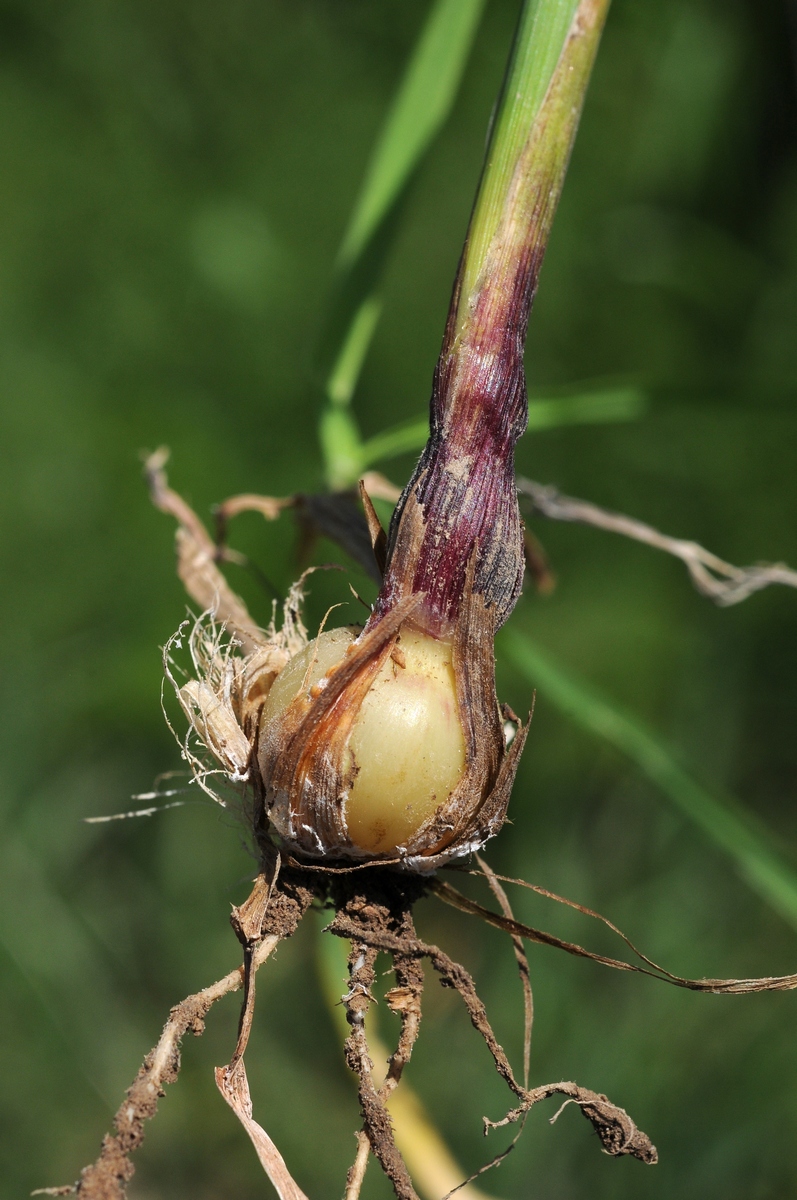 Image of Hordeum bulbosum specimen.